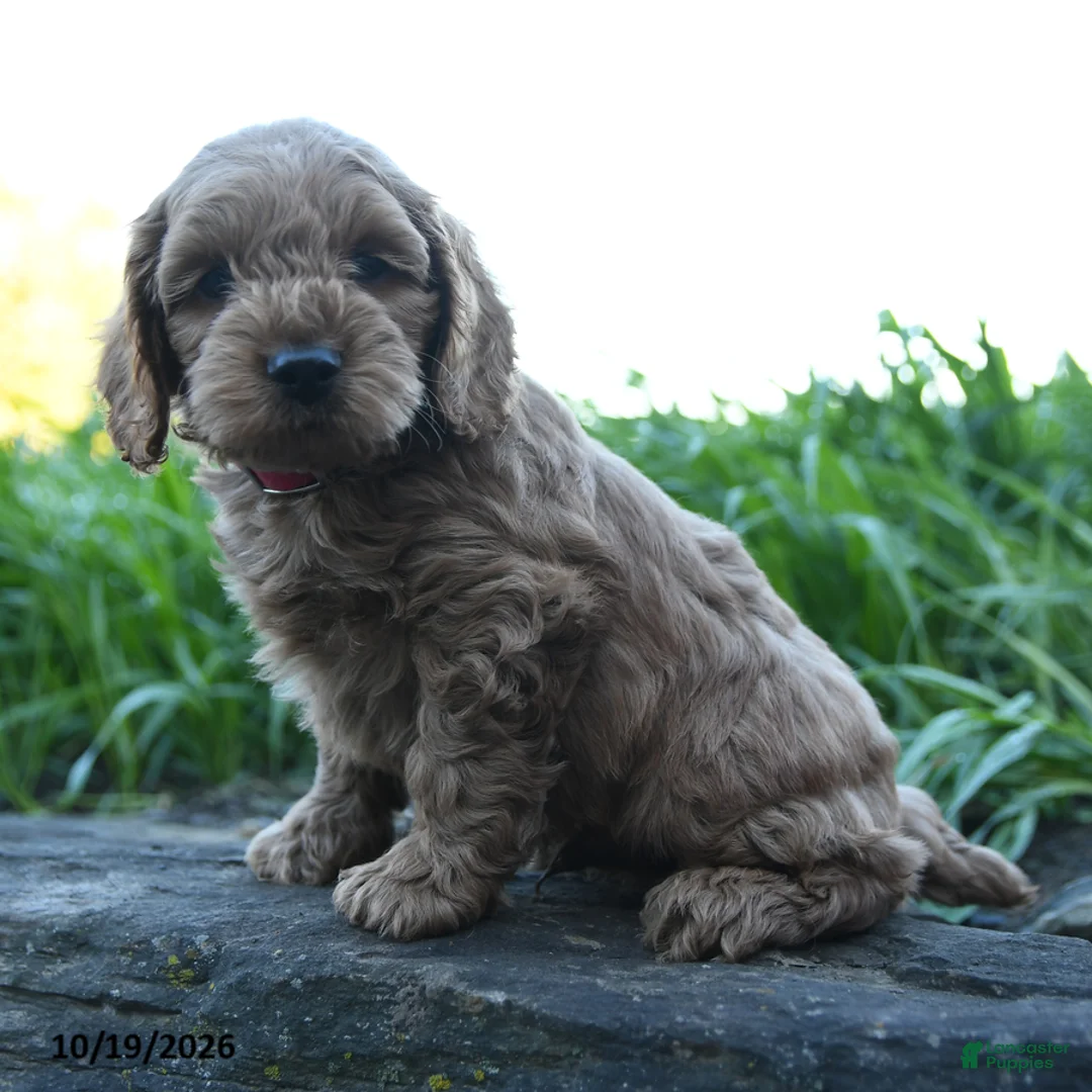 Cockapoo dogs for sale: Louie - Ad 2