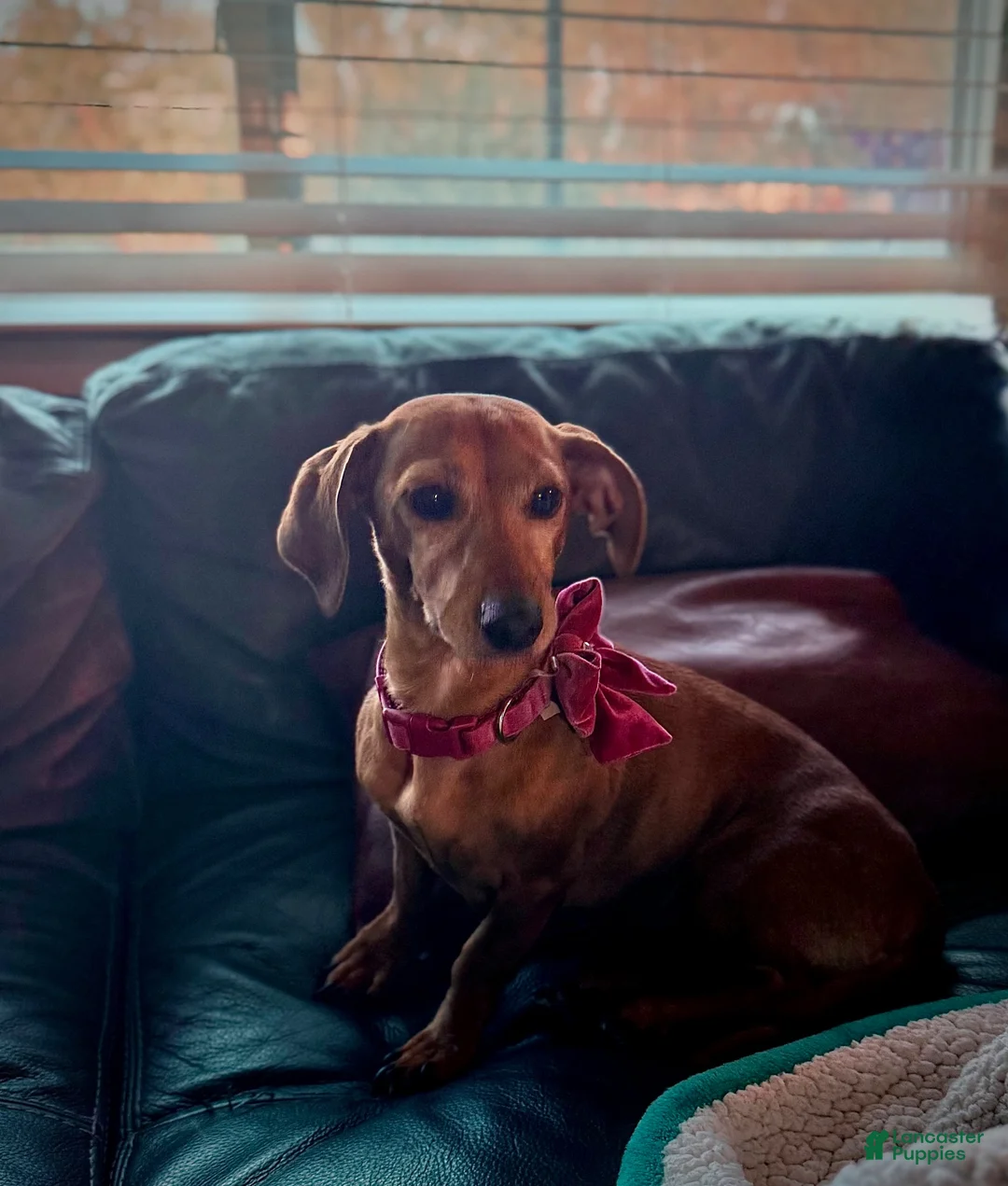 Miniature Dachshund dogs for sale: Miniature Dachshund 4 - Ad 5