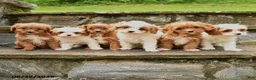 Cavapoo dogs for sale: Smores - Ad 3