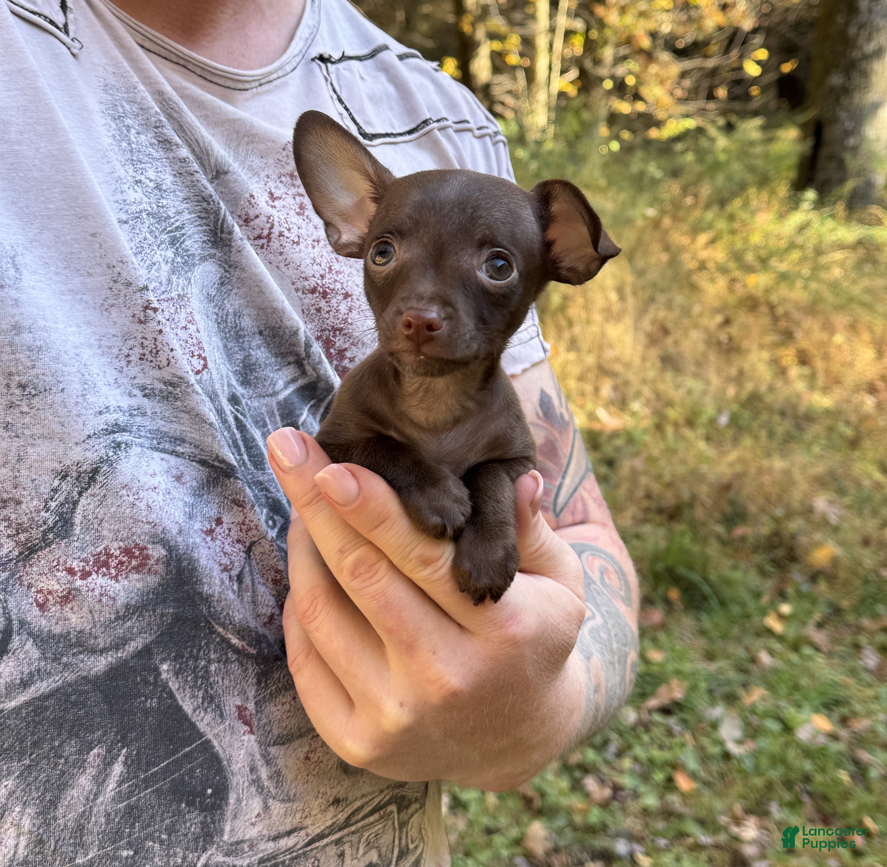 Large Chihuahua Puppies for sale Lancaster Puppies