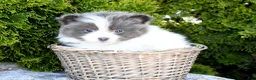 Pomeranian dogs for sale: Asher - Ad 1