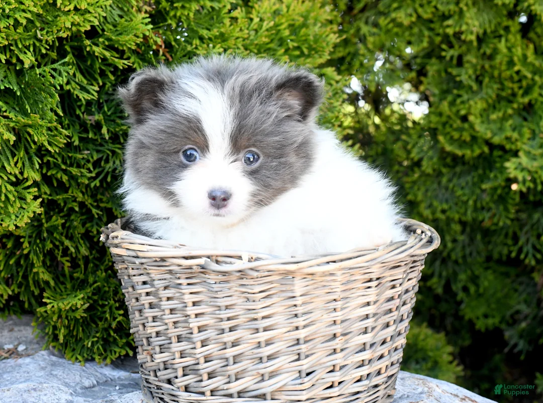 Pomeranian dogs for sale: Asher - Ad 1