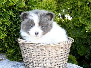 Pomeranian dogs for sale: Asher - Ad 1