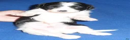 Shihpoo dogs for sale: Snoopy - Ad 7