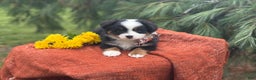 Miniature Australian Shepherd dogs for sale: Taz - Ad 14