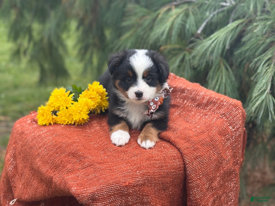 Miniature Australian Shepherd dogs for sale: Taz - Ad 14