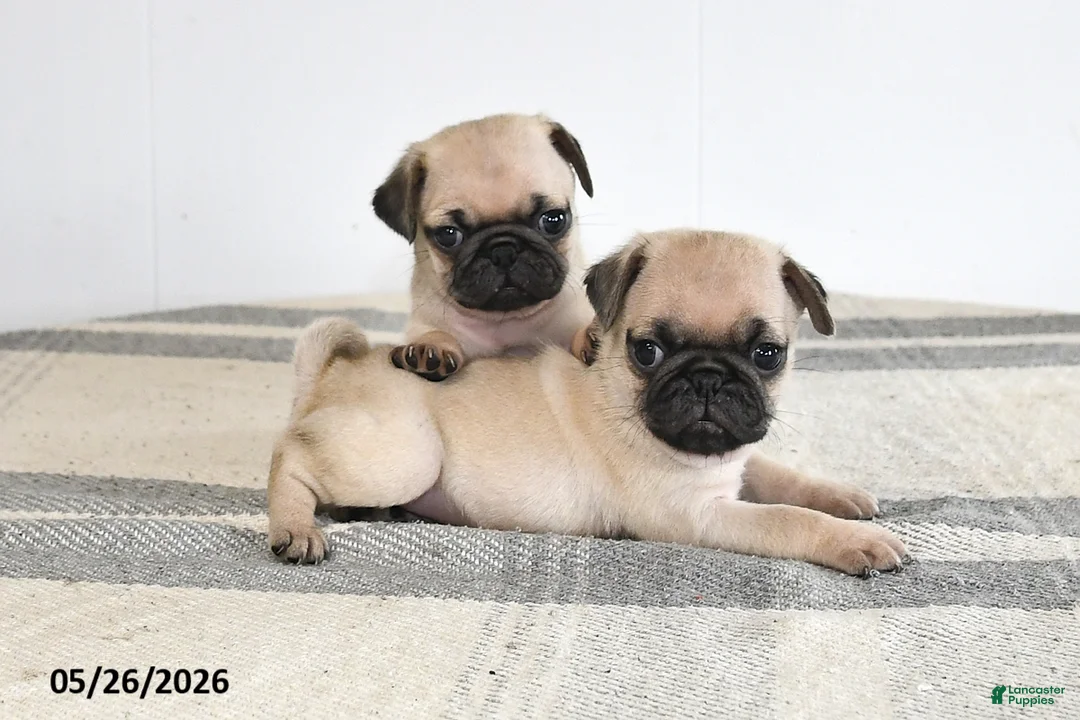 Pug dogs for sale: Emily - Ad 2