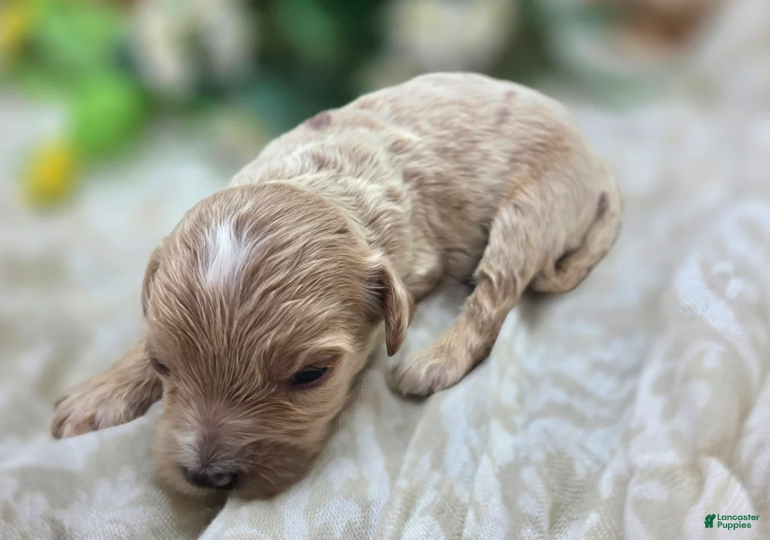 Cavapoo dogs for sale: Cricket - Ad 2