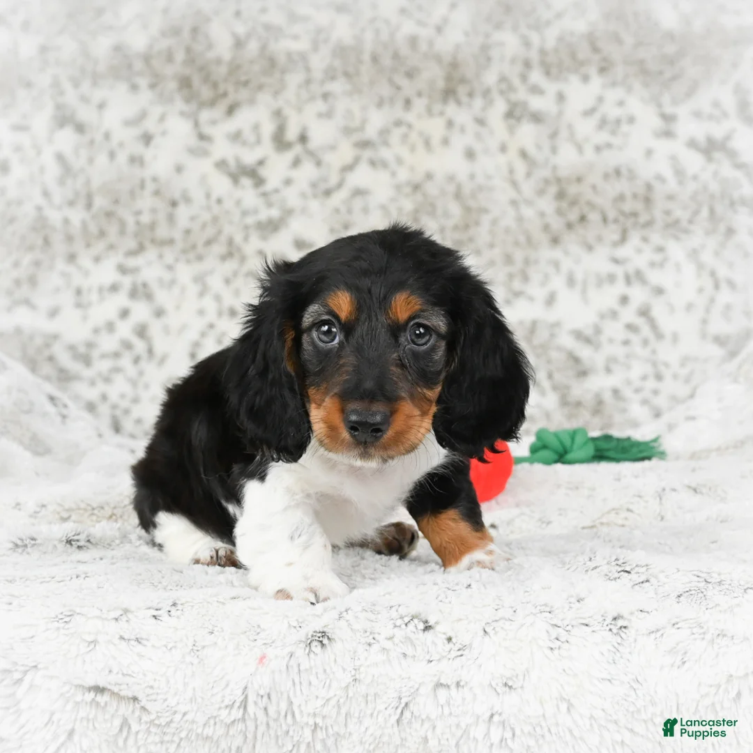 Miniature Dachshund dogs for sale: Charlie - Ad 6