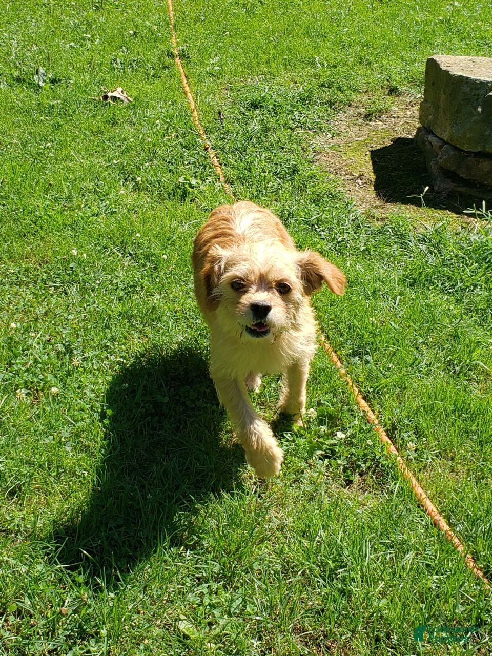 Cockapoo dogs Scout - Ad 2