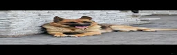German Shepherd dogs for sale: German Shepherd 6 - Ad 3