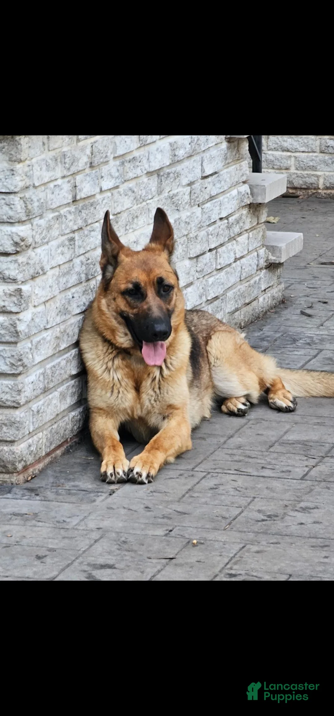 German Shepherd dogs for sale: German Shepherd 6 - Ad 3