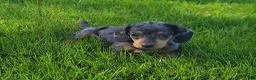 Miniature Dachshund dogs for sale: Trigger  - Ad 6