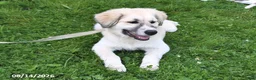 Mixed Breed dogs for sale: Bowan - Ad 3