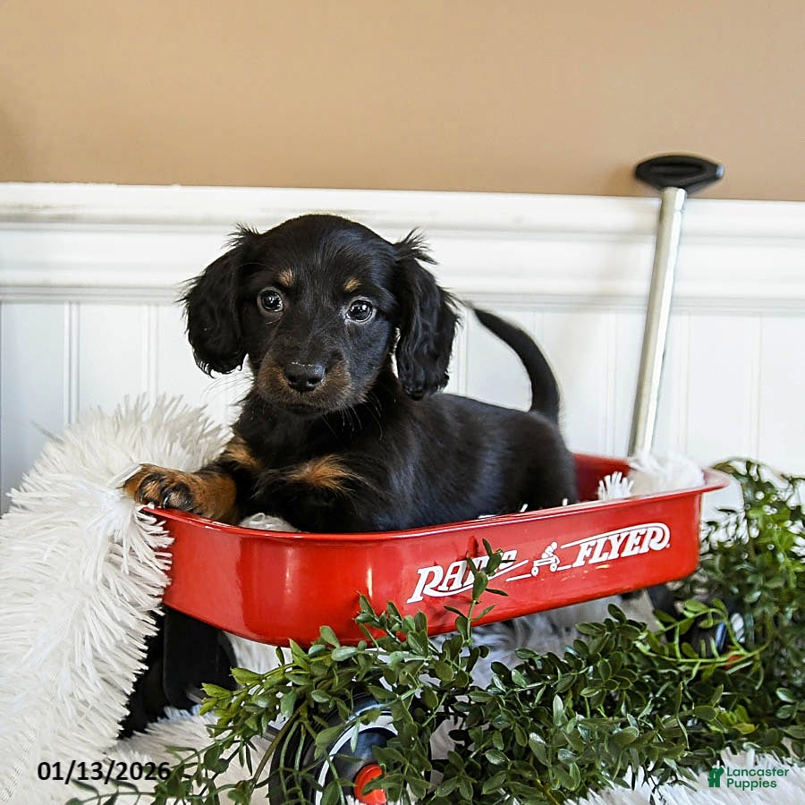 Miniature Dachshund dogs Midnight - Ad 19