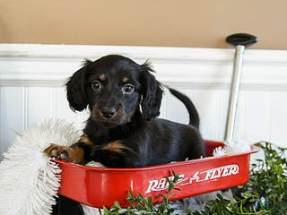 Miniature Dachshund dogs Midnight - Ad 19