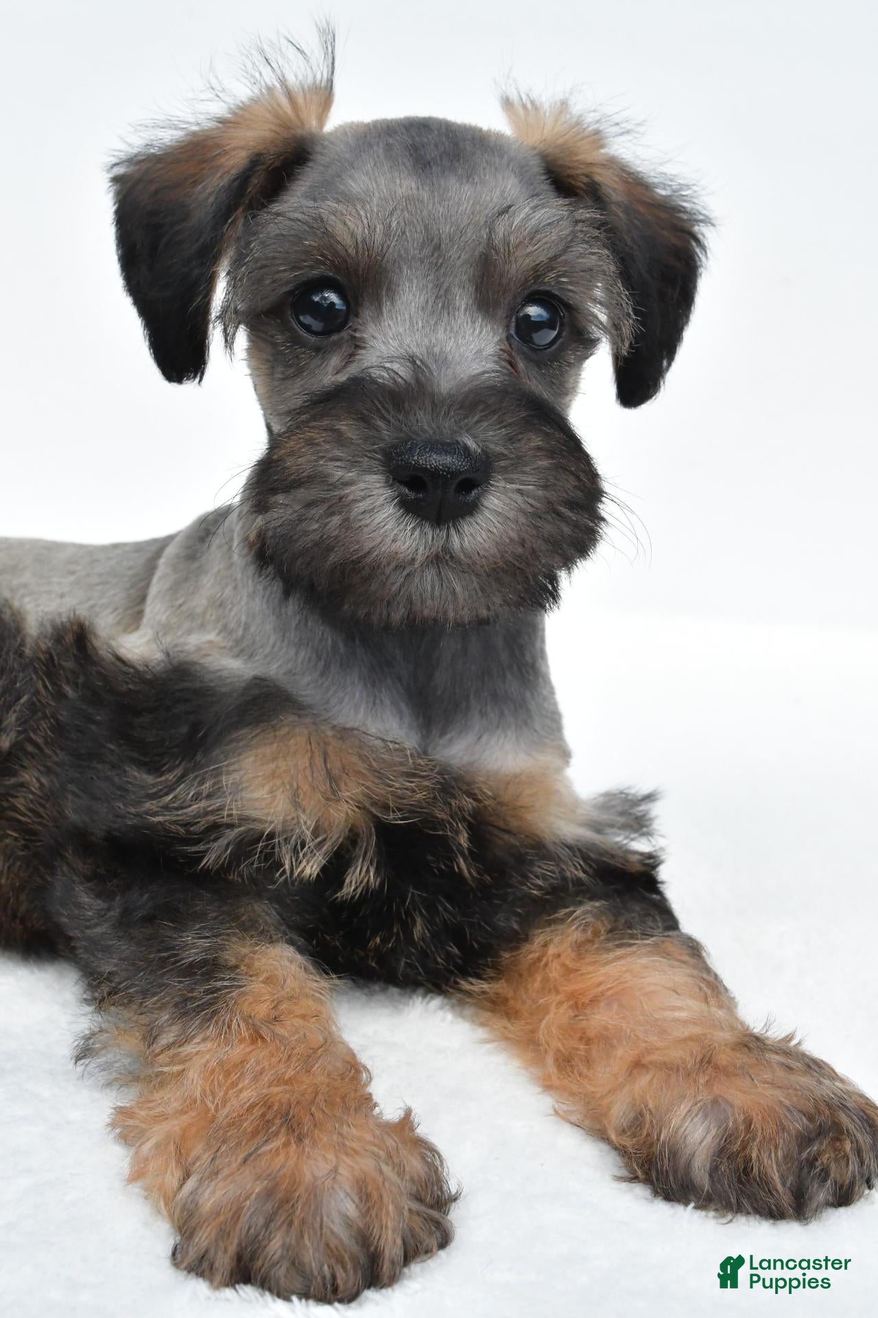 Schnoodle dogs Rusty - Ad 2