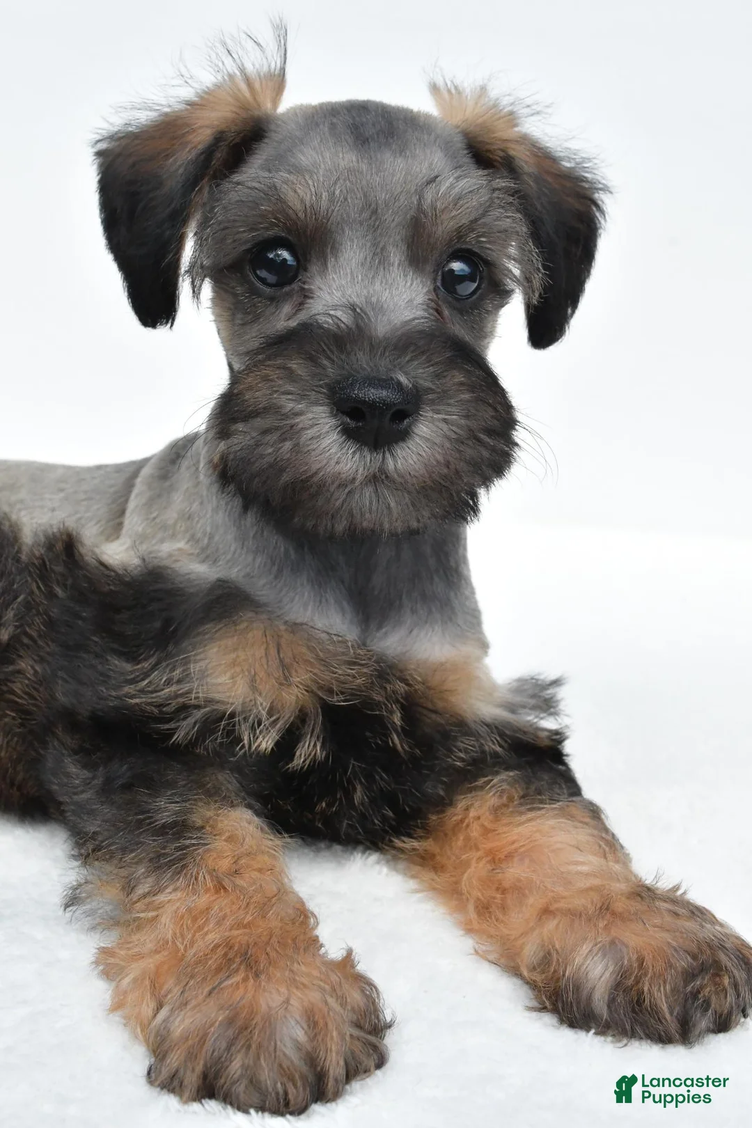 Schnoodle dogs for sale: Rusty - Ad 2