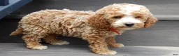 Mini Goldendoodle dogs for sale: Brody - Ad 3