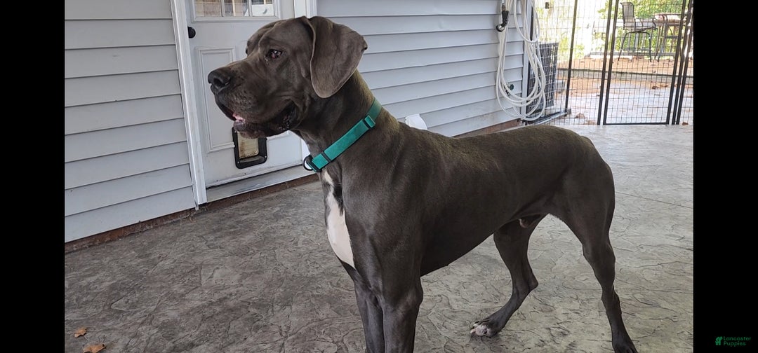Great Dane dogs for sale: Great Dane Puppy 4 - Ad 4