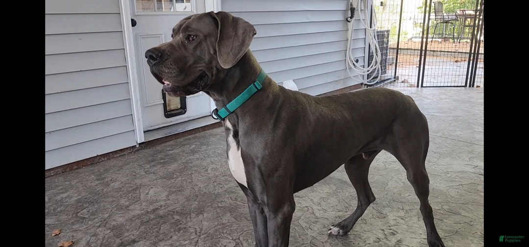 Great Dane dogs for sale: Great Dane Puppy 4 - Ad 4