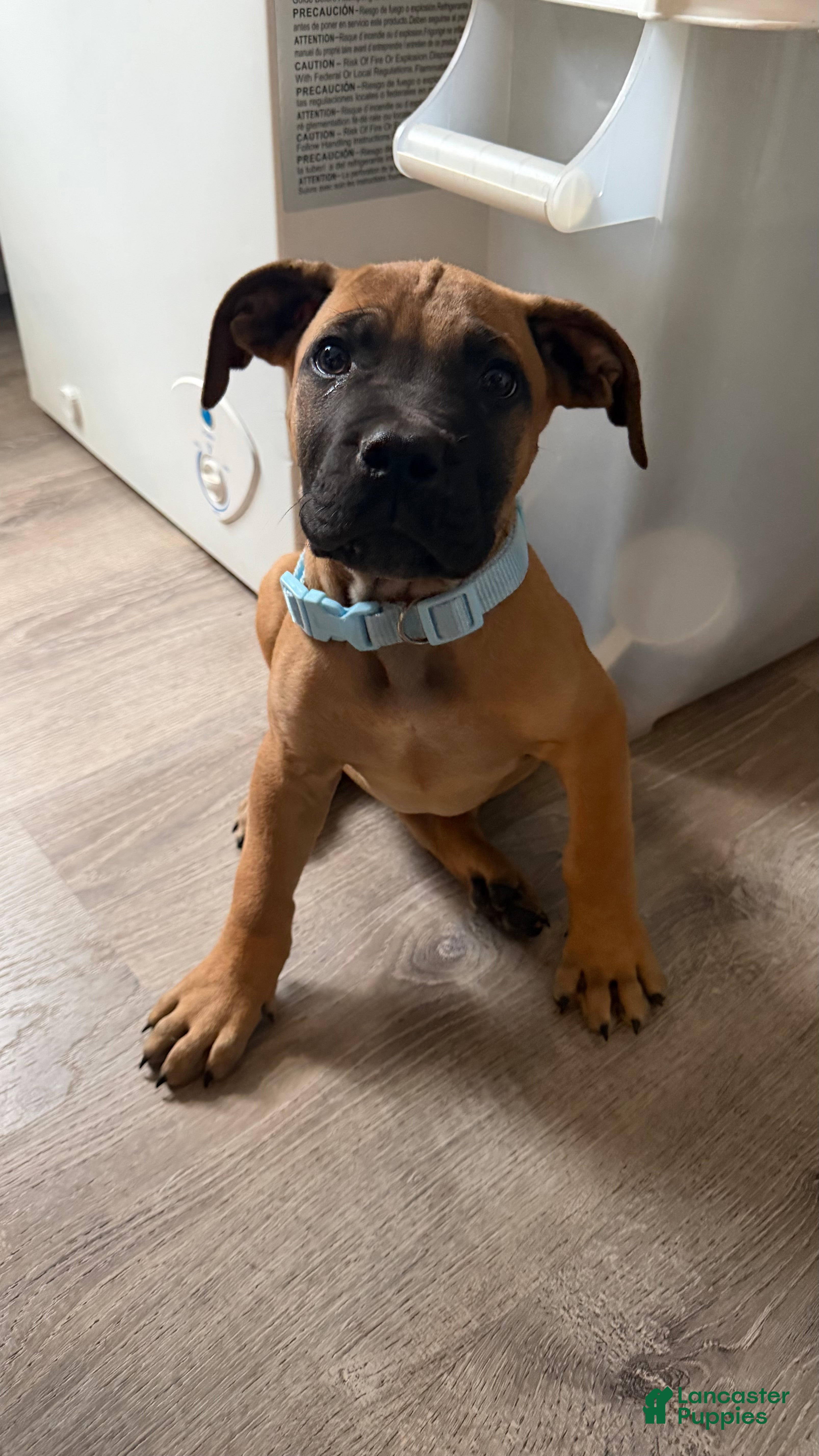 South African Boerboels dogs Bowser - Ad 15