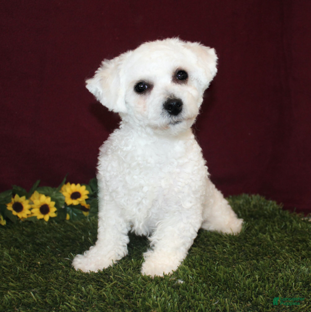 Bichpoo dogs for sale: Unicorn - Ad 5