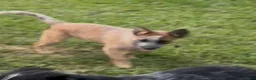 Australian Cattle Dog dogs for sale: Georgie Girl - Ad 19
