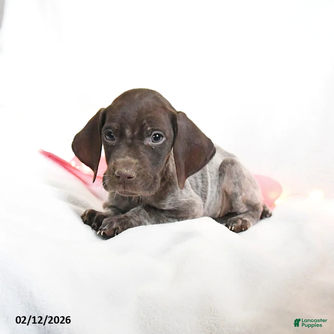 German Shorthaired Pointer dogs for sale: Raspberry - Ad 4