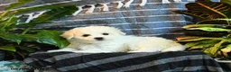 Bichon Frise dogs for sale: Marshmallow - Ad 1