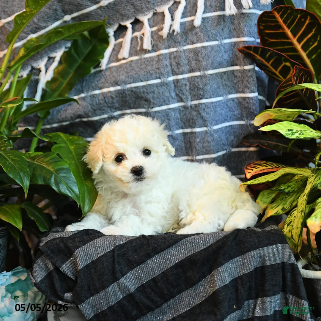 Bichon Frise dogs for sale: Marshmallow - Ad 1