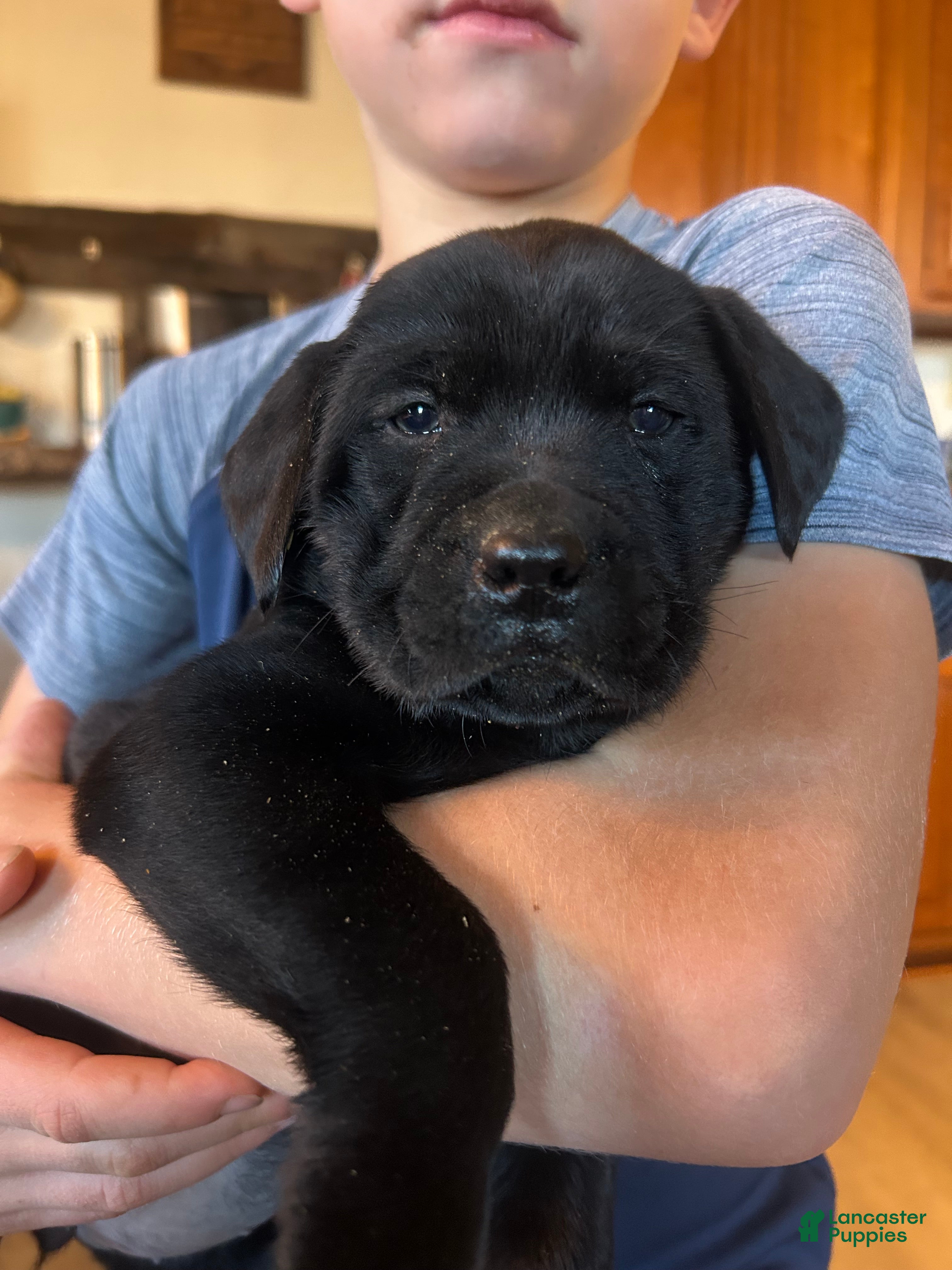 Labrador Retriever dogs Labrador Retriever Puppy 7 - Ad 41