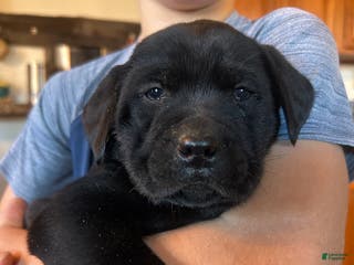 Labrador Retriever dogs Labrador Retriever Puppy 7 - Ad 41