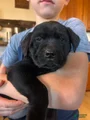 Labrador Retriever Puppy 7