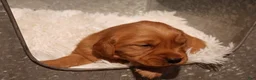Golden Retriever dogs for sale: Max - AKC, Genetically Clear - Ad 3
