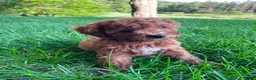 Cavapoo dogs for sale: Miss Arlee - Ad 11