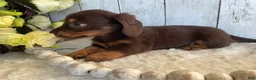 Miniature Dachshund dogs for sale: Connie - Ad 8