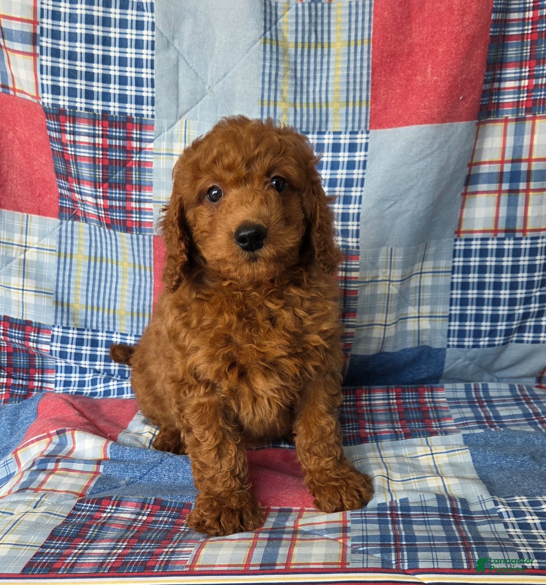 Mini Goldendoodle dogs Rover  - Ad 1
