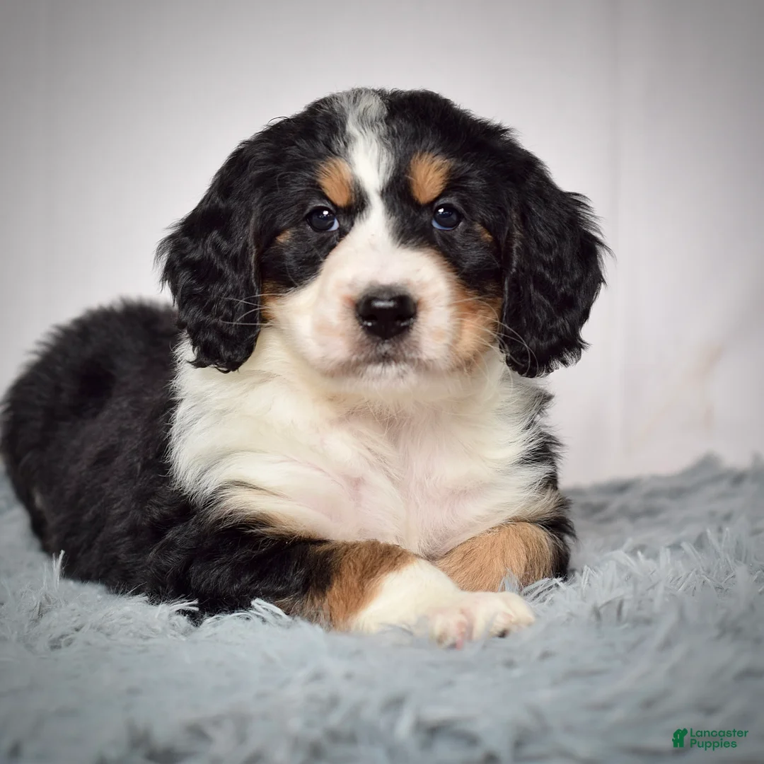 Bernedoodle dogs for sale: Ms. Velvet - Ad 2