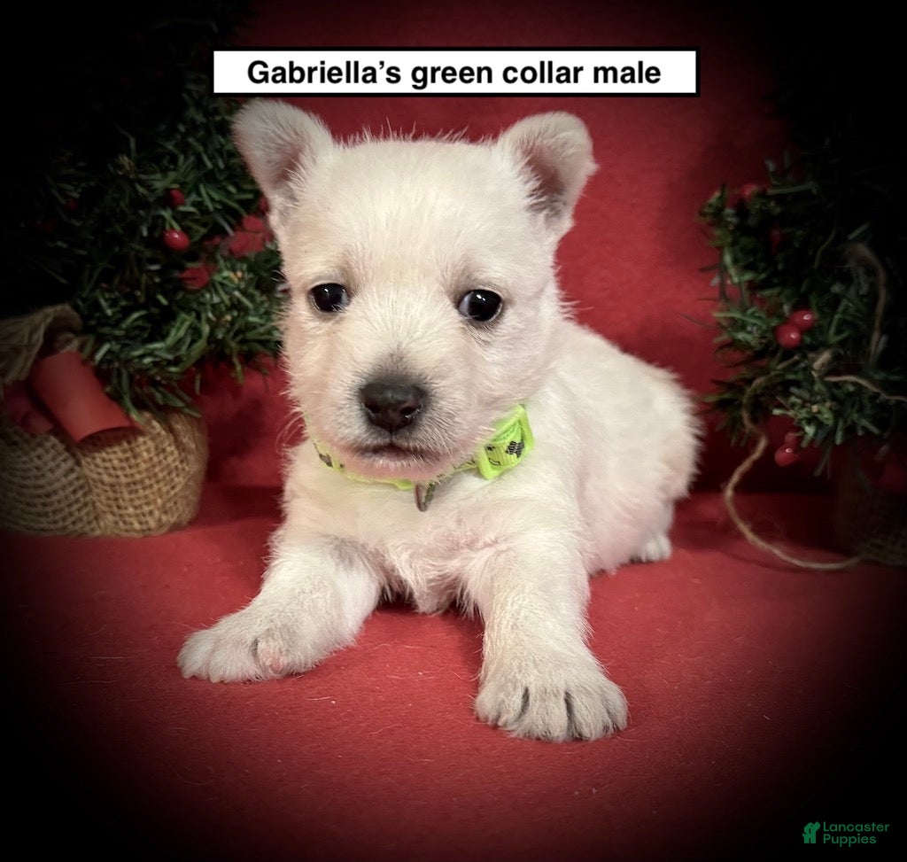 West Highland Terrier dogs West Highland Terrier Puppy 1 - Ad 2