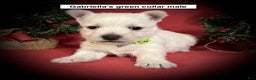 West Highland Terrier dogs for sale: West Highland Terrier Puppy 1 - Ad 1