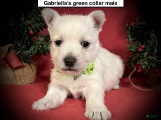 West Highland Terrier dogs West Highland Terrier Puppy 1 - Ad 2
