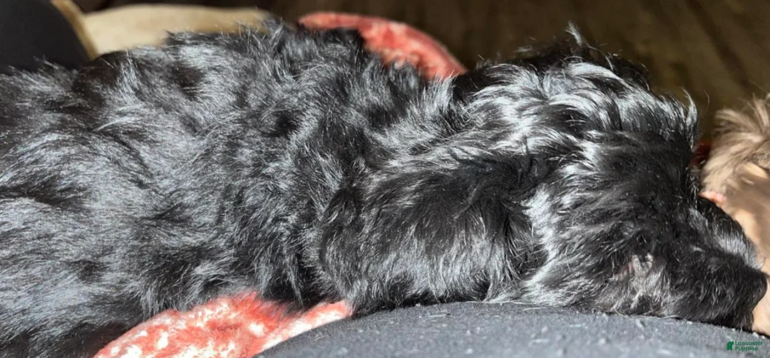 Miniature Schnauzer dogs for sale: Billy (green collar) - Ad 3