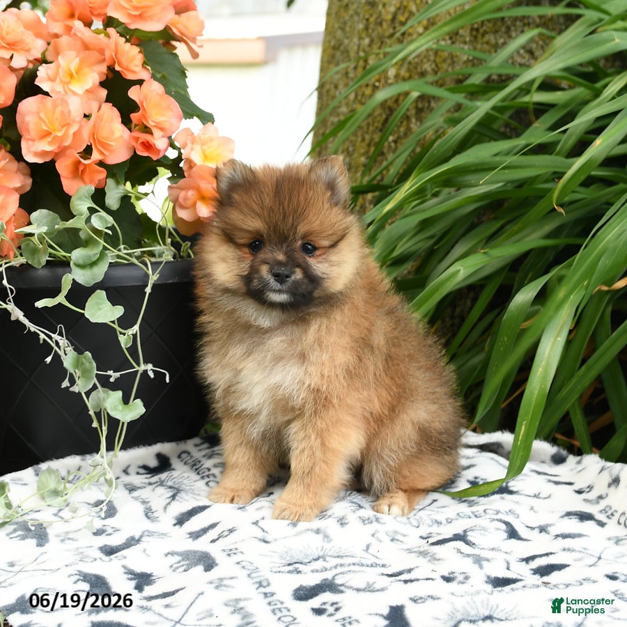 Pomeranian dogs Berny - Ad 1