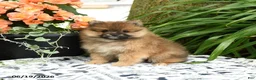 Pomeranian dogs for sale: Berny - Ad 1