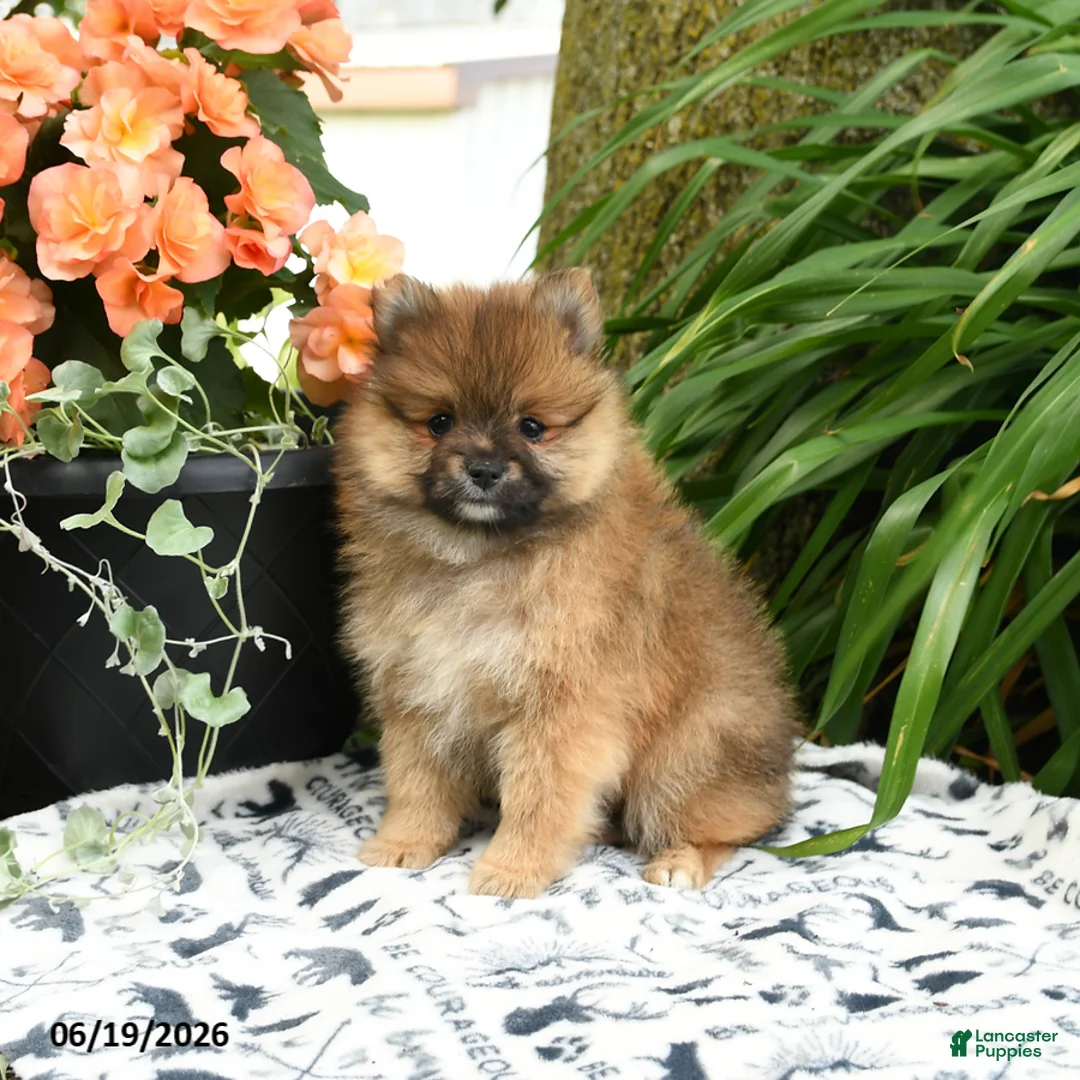 Pomeranian dogs for sale: Berny - Ad 1