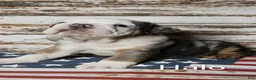 English Bulldog dogs for sale: Halo - Ad 2