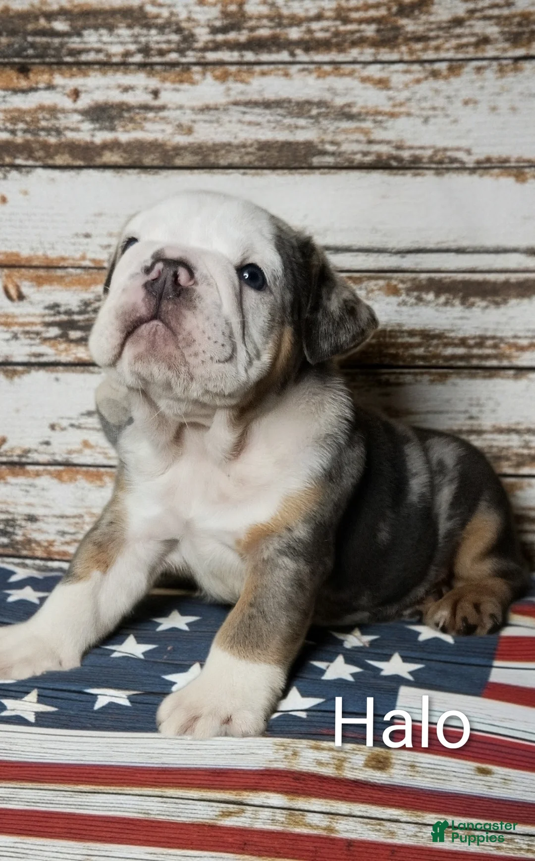 English Bulldog dogs for sale: Halo - Ad 2