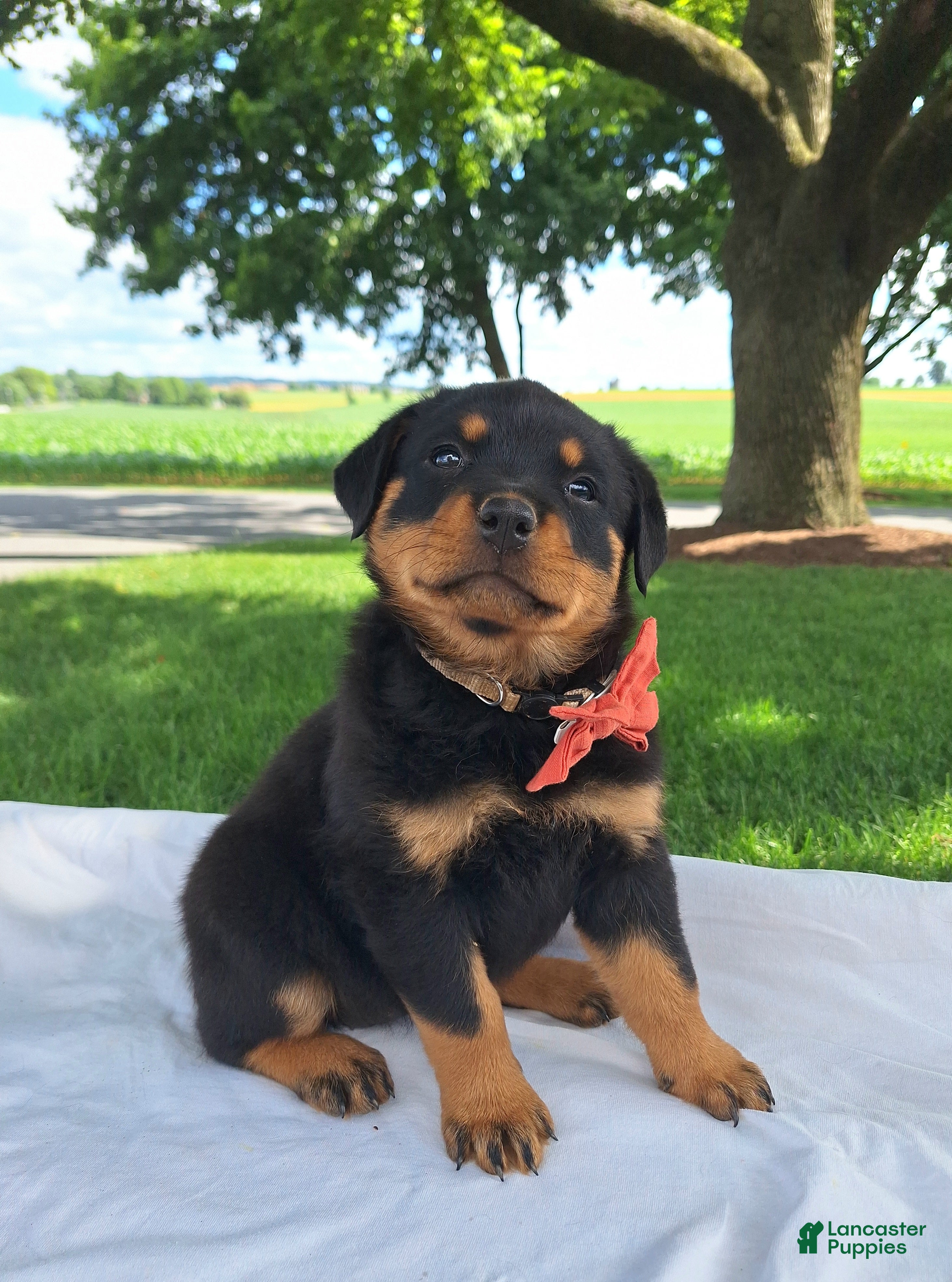 Rottweiler dogs Indie - Ad 2