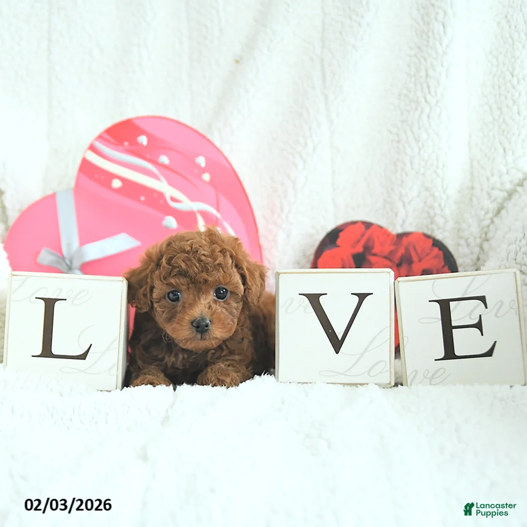 Toy Poodle dogs for sale: Bella HOUSE RAISED - Ad 1